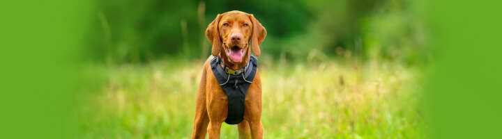hundegeschirr kategorieeinstiegsbanner